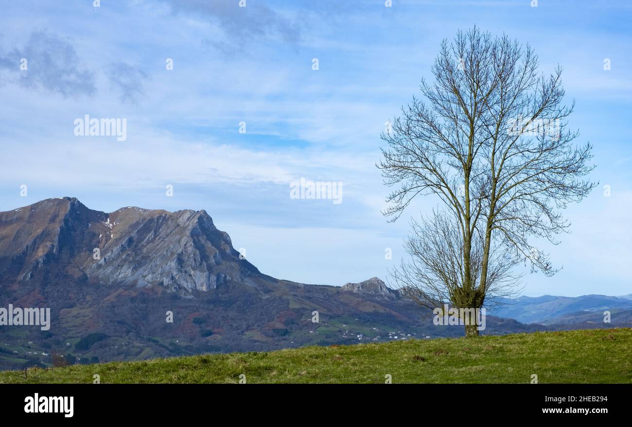 Albero con montagne nella catena montuosa di Aralar, Navarra, Spagna Foto Stock