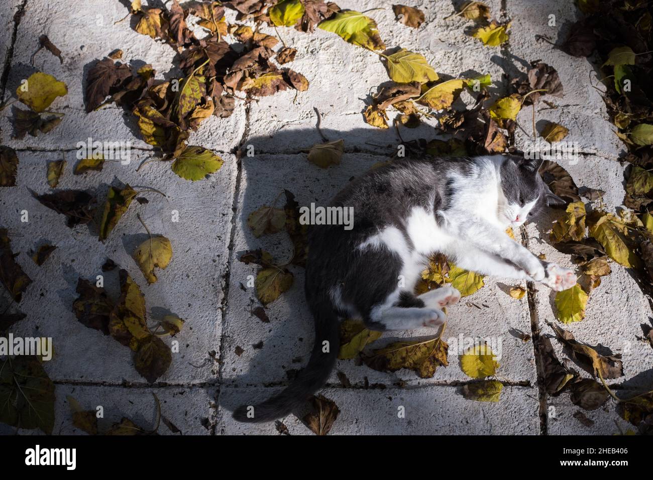 Un gatto bianco grigio giacente in giallo secco foglie autunno colpo Foto Stock