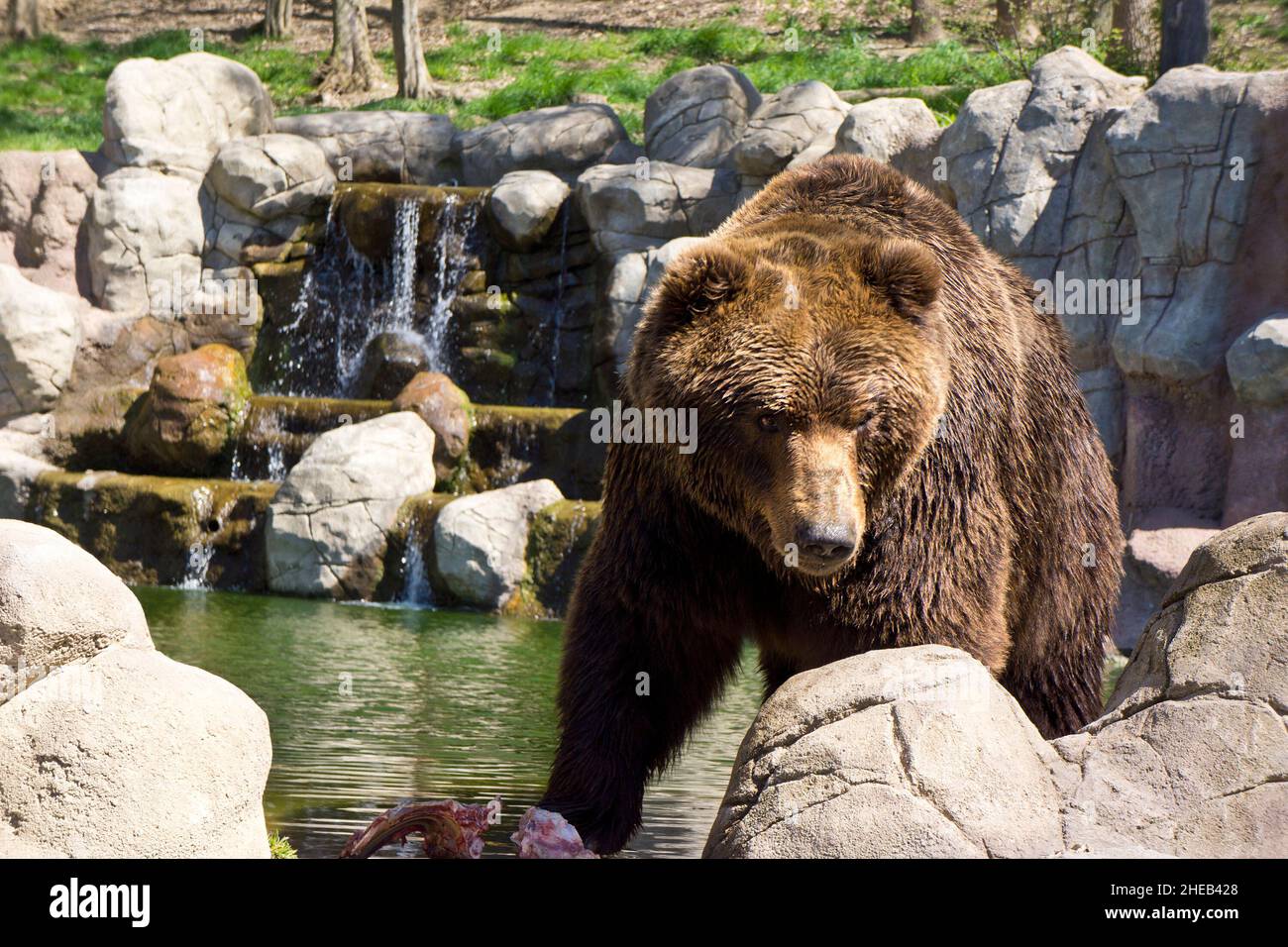 La Kamchatka orso bruno in cattività Foto Stock