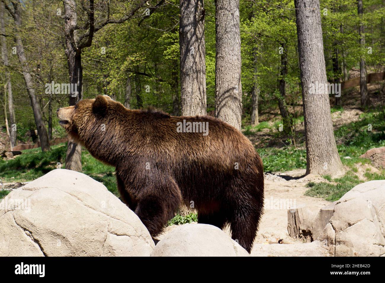 La Kamchatka orso bruno in cattività Foto Stock