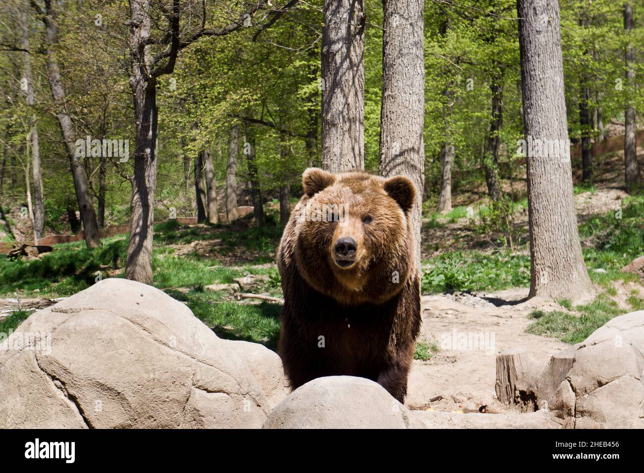 La Kamchatka orso bruno in cattività Foto Stock