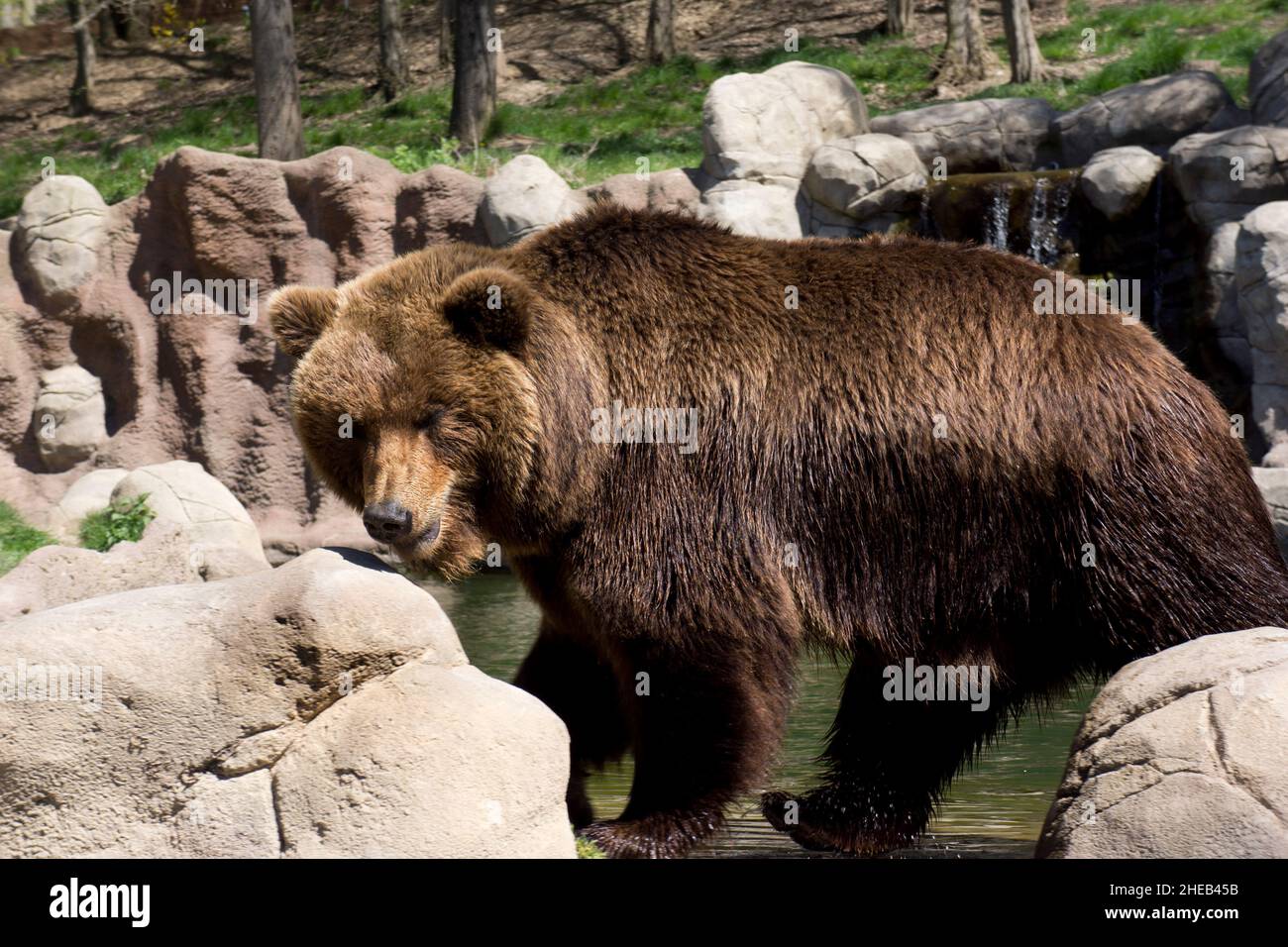 La Kamchatka orso bruno in cattività Foto Stock