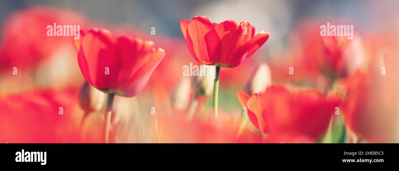 Tulipani rossi e jonquils gialli in aiuole nel giardino in . Bellissimi fiori in giornata di sole su sfondo cielo blu Foto Stock