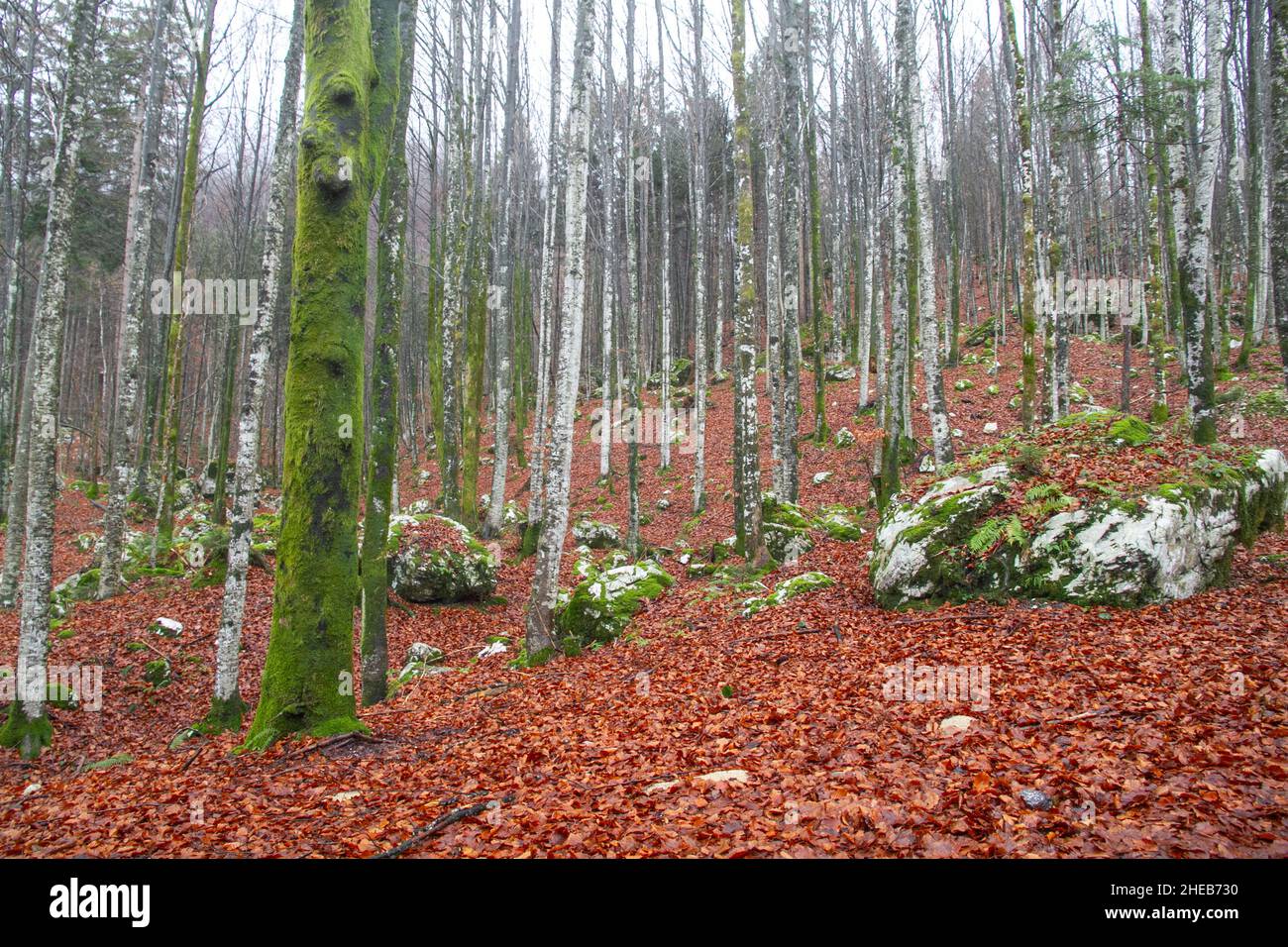 Campagna slovena Foto Stock