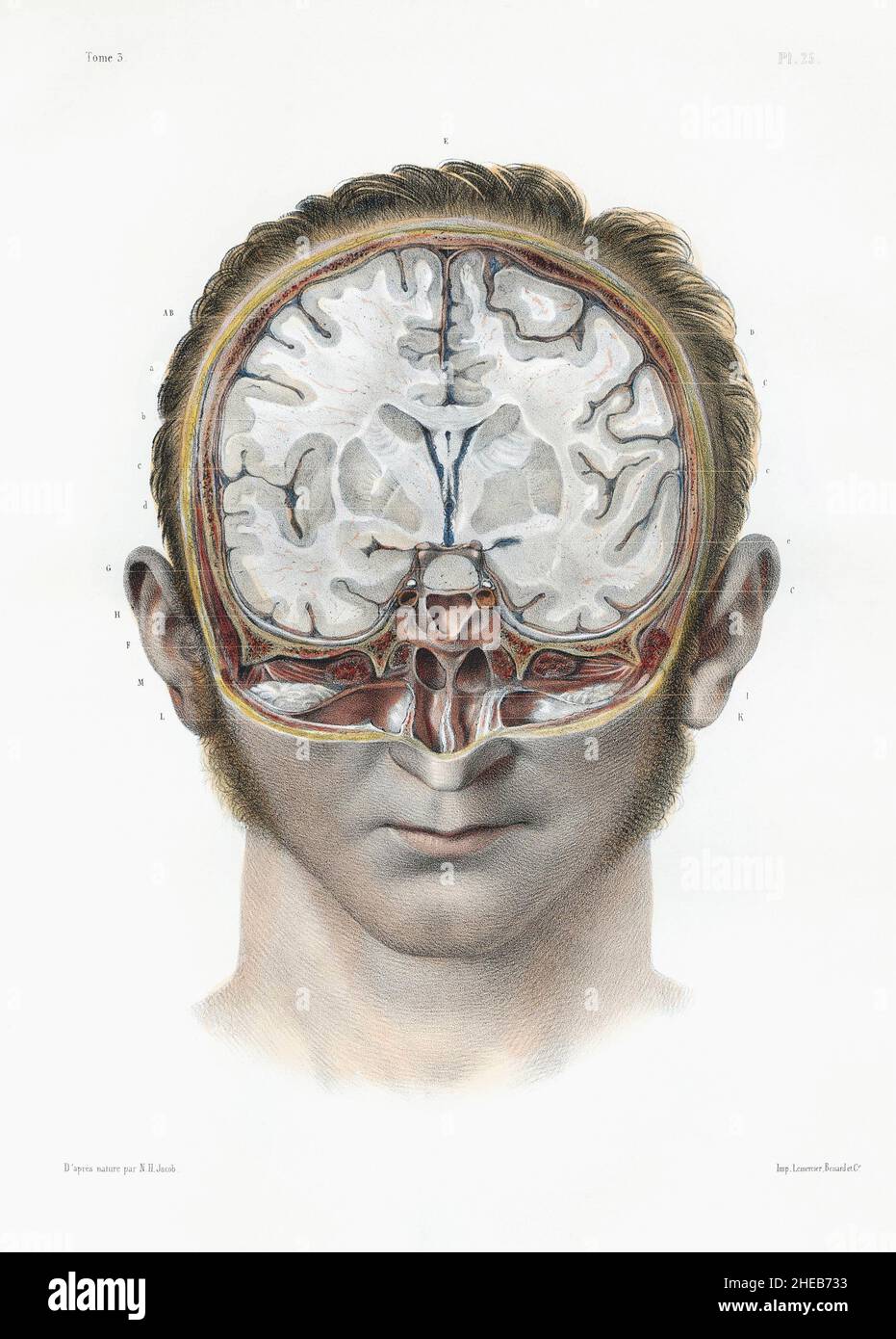 Sezione verticale del cervello umano. Targa del volume 3 di Traite complet de l'Anatomie de l'Homme di Jean-Baptiste Marc Bourgery. Illustrazione di Nicolas-Henri Jacob. Il quadro proviene dal volume 3 del set che è stato pubblicato in Francia nella seconda metà del 19th secolo. Foto Stock
