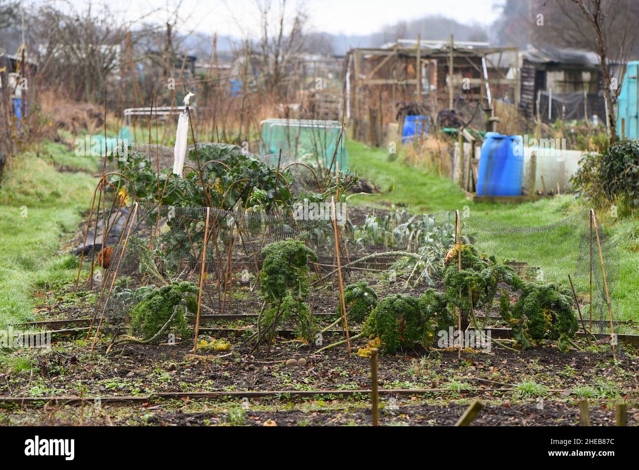 Romsey allottamenti trame come visto dal sentiero del lago Tadburn. Una grande area di quote appena fuori dal centro della città mercato di Romsey UK. Foto Stock