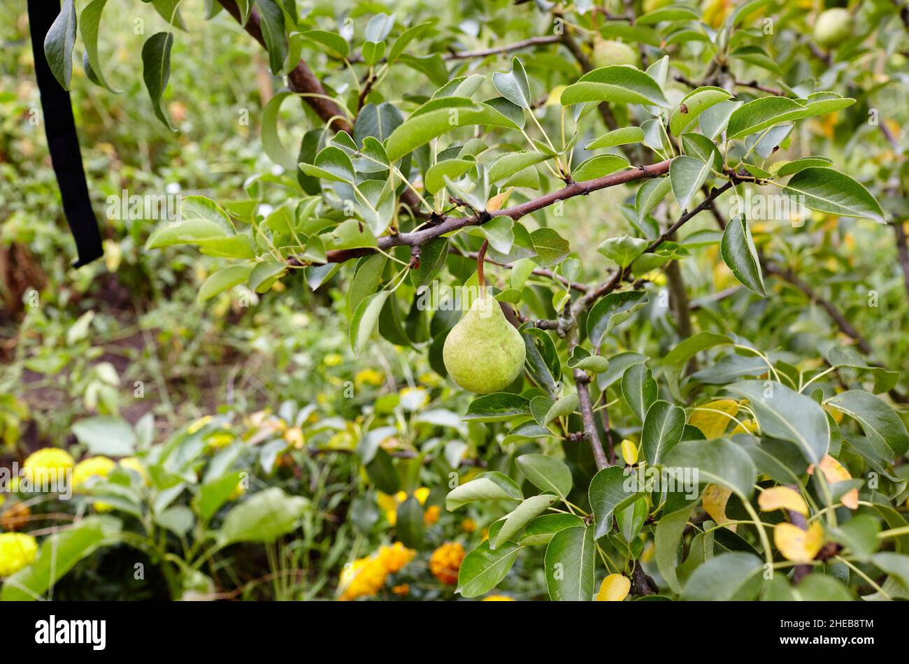 Pera matura su un albero in un giardino. Pere biologiche coltivate nel giardino estivo Foto Stock