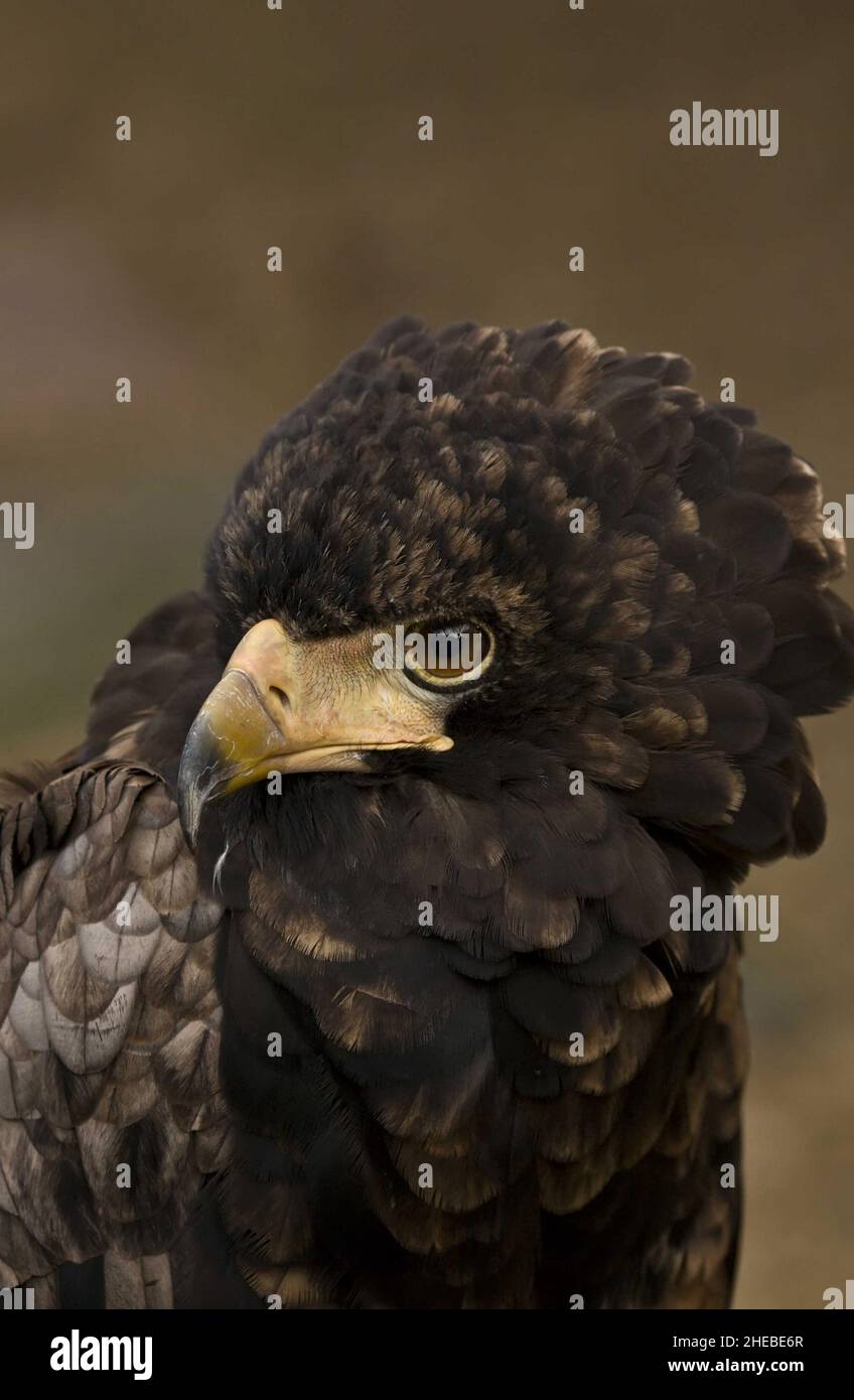 grande aquila prigioniera che semina rasoio affilato becco agganciato isolato dallo sfondo Foto Stock