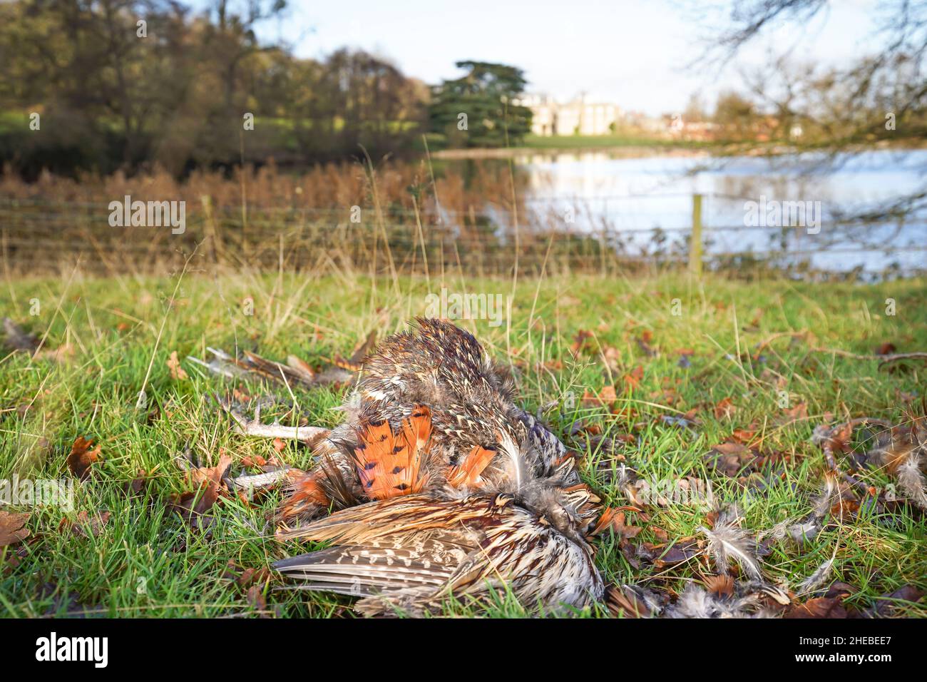 Primo piano dei resti di fagiano morto (Phasianus colchicus) appena uccisi e isolati sul terreno in un ambiente di campagna invernale. Foto Stock