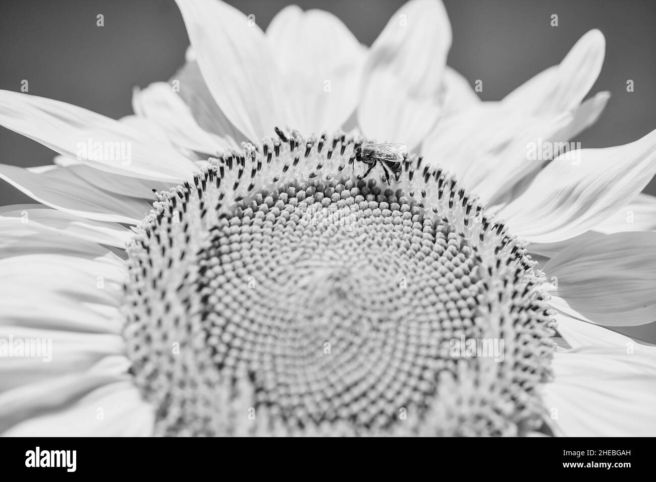 estate natura bellezza. ape fare miele closeup. bello giallo fiore di girasole. grande girasole primo piano. Vita verde Foto Stock