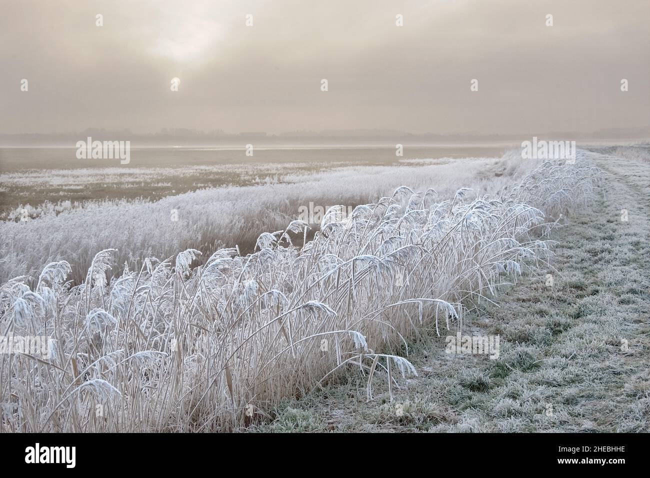 Mattina gelida al Burrows Marsh sul fiume Wyre in Lancashire Foto Stock