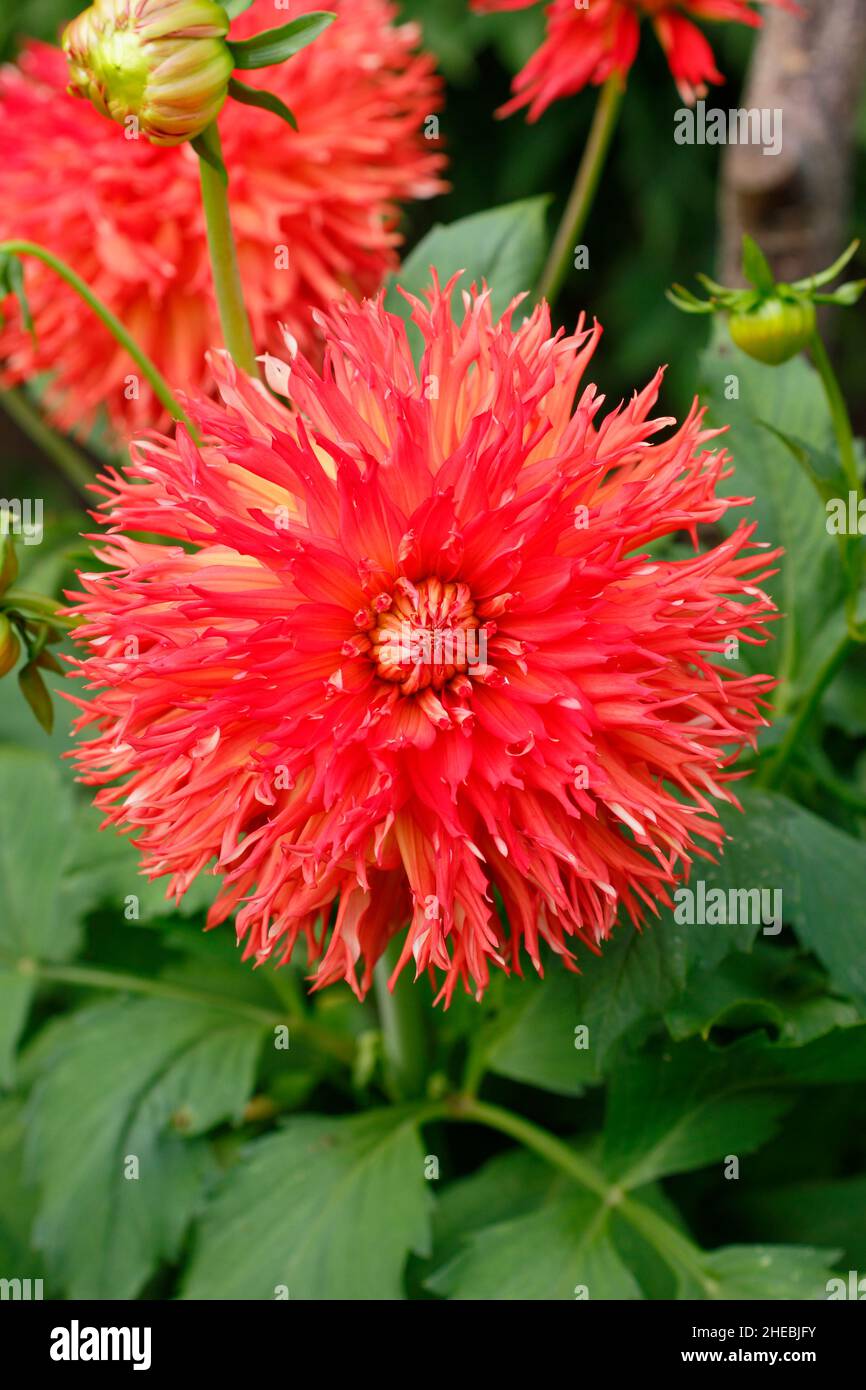 Dahlia le Feu Du Soleil, un dahlia medio imbriatato fiorito nel mese di settembre. REGNO UNITO Foto Stock