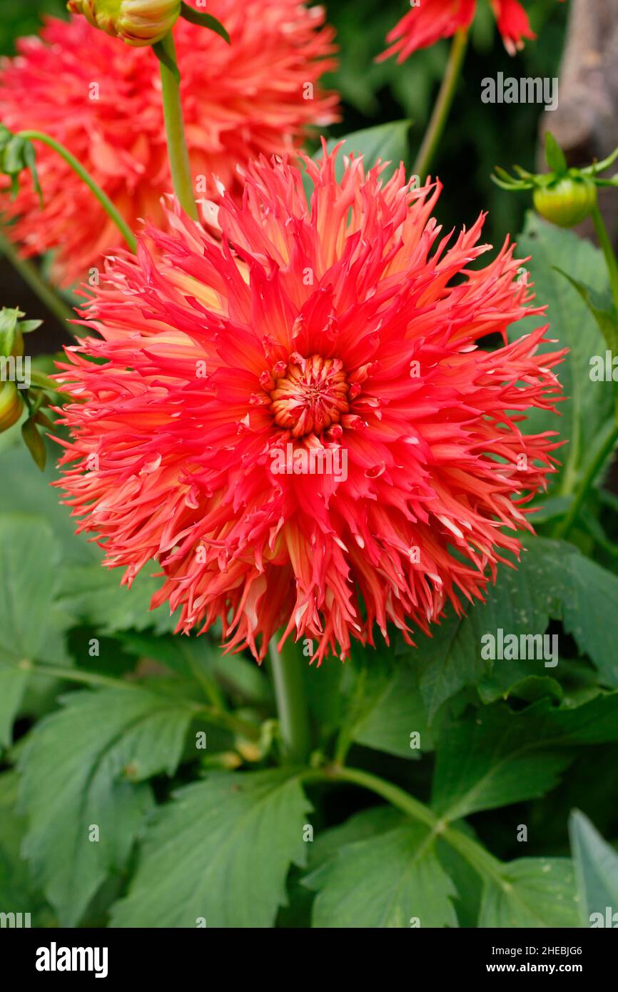 Dahlia le Feu Du Soleil, un dahlia medio imbriatato fiorito nel mese di settembre. REGNO UNITO Foto Stock