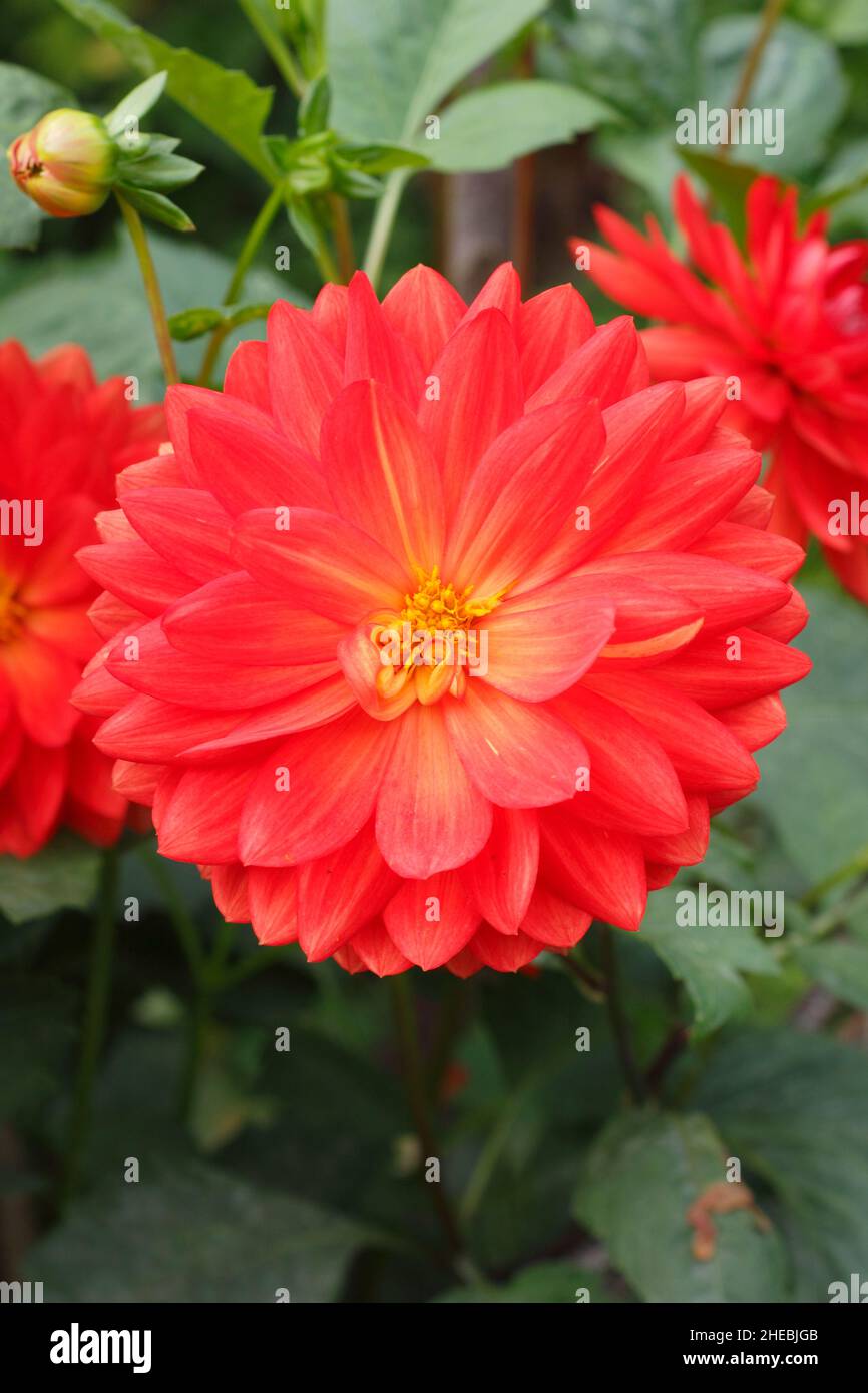 Dahlia Taratahi Ruby, un piccolo tipo di giglio dahlia fiorito nel mese di settembre. REGNO UNITO Foto Stock