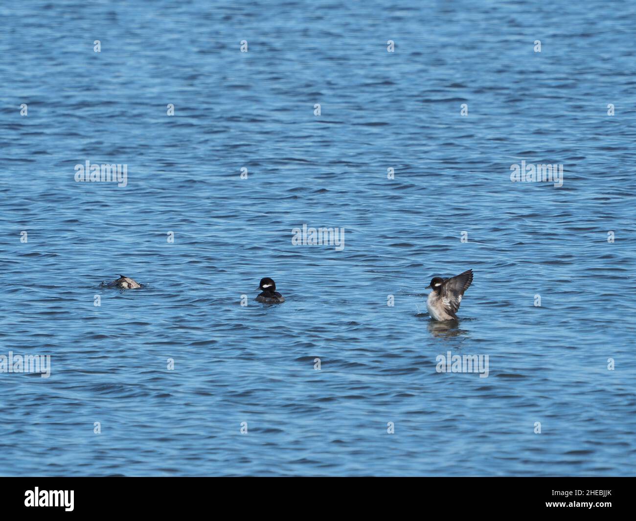 Tre femmine di Bufflehead Ducks su ali a scatto Foto Stock