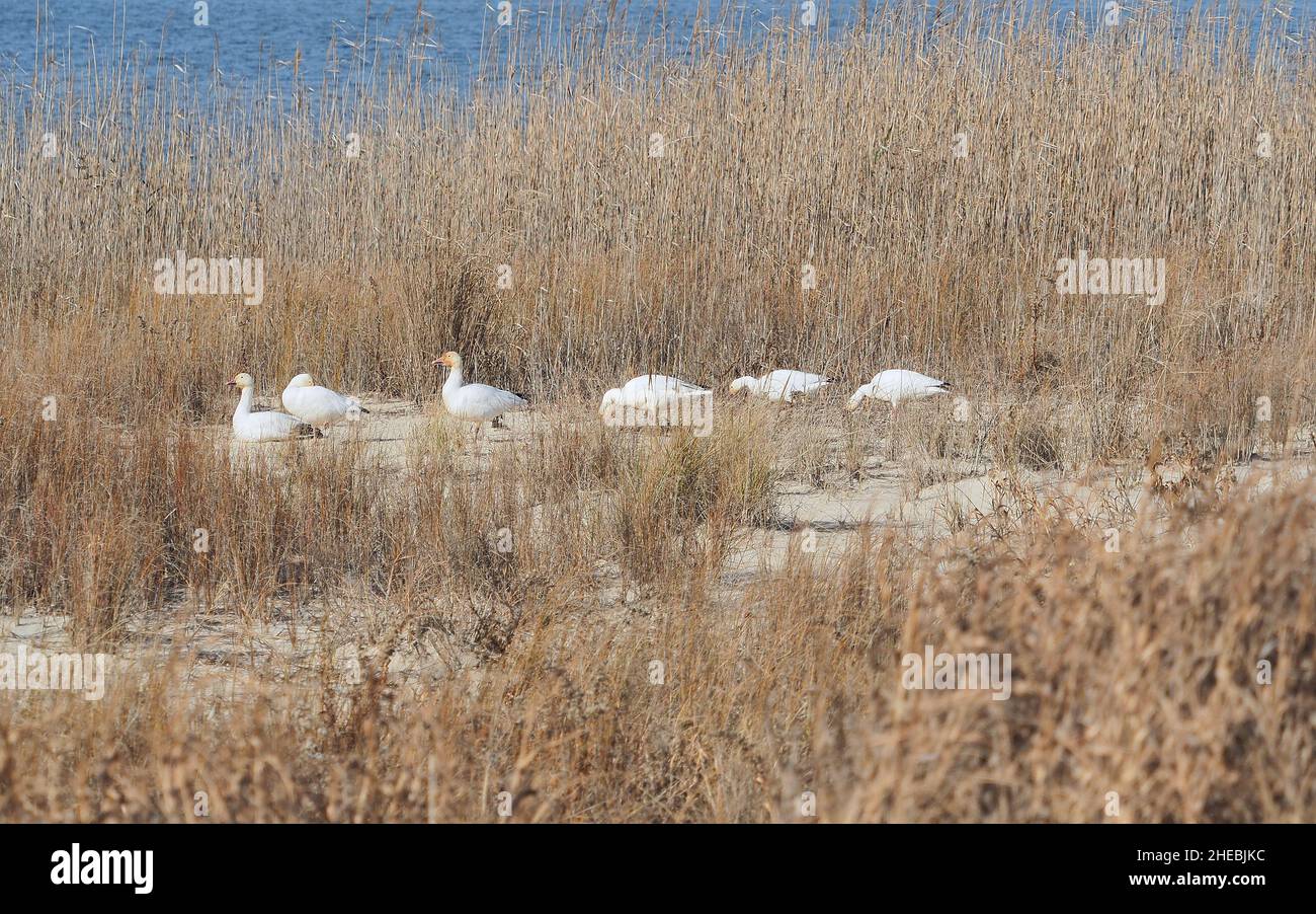 Oche della neve a Assateague Wildlife Refugee in Virginia Foto Stock