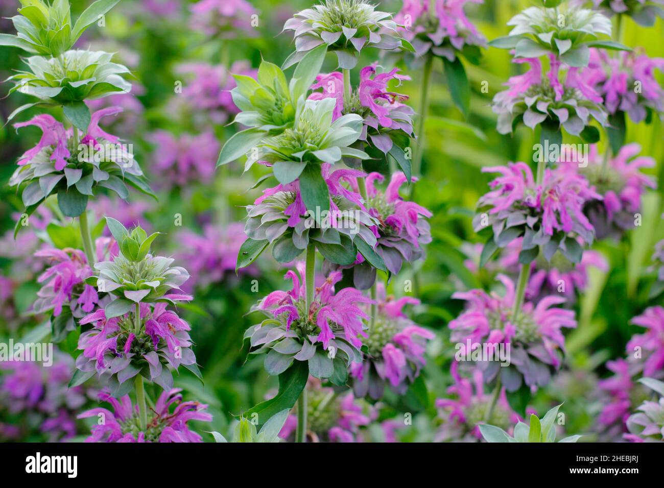 Monarda 'Lambada'. Monarda Hybrid 'Lambada 'ape balsamo fioritura in un bordo giardino di settembre. REGNO UNITO Foto Stock