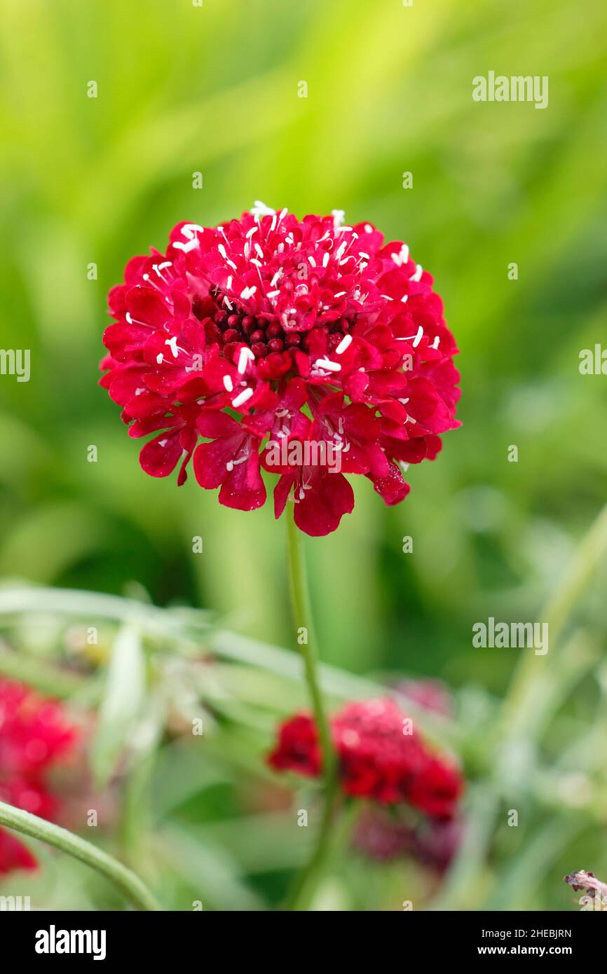 Scabiosa atropurpurea ‘Beau Borgogna’ fioritura a fine estate. REGNO UNITO Foto Stock