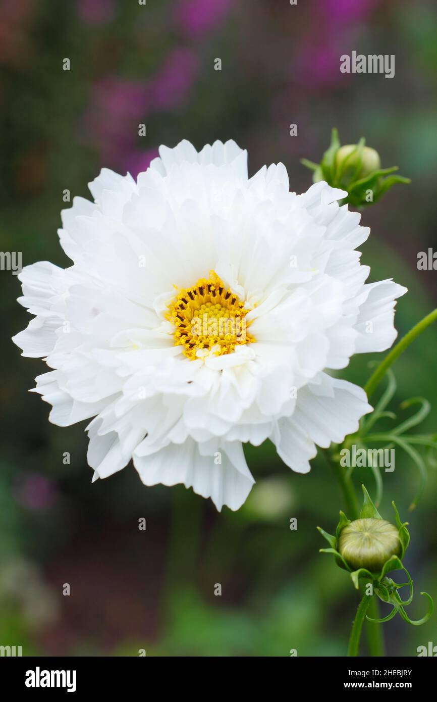 COSMOS bipinnatus 'Double Click Snow Puff' fiori nel giardino di settembre. REGNO UNITO Foto Stock
