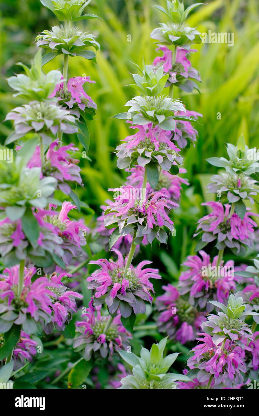 Monarda 'Lambada'. Monarda Hybrid 'Lambada 'ape balsamo fioritura in un bordo giardino di settembre. REGNO UNITO Foto Stock