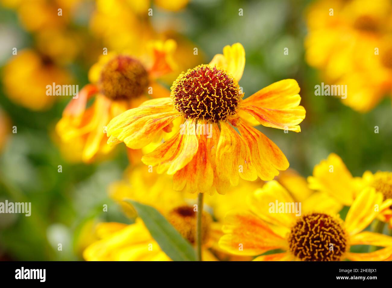 Helenium Wyndley sneezeweed fioritura nel mese di settembre. REGNO UNITO Foto Stock