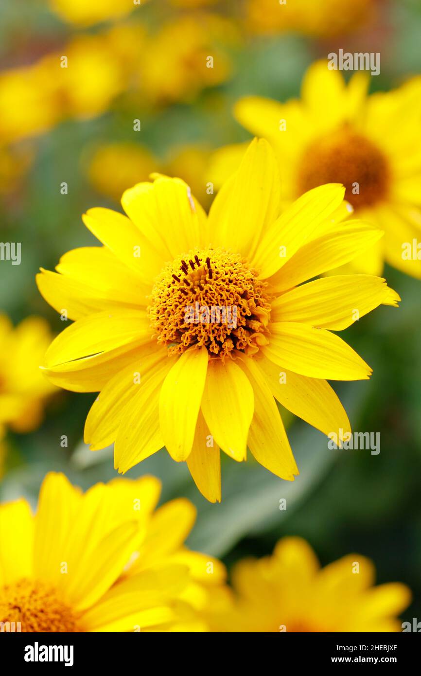 Falso girasole "Sole più mite". Heliopsis helianthoides var scabra 'Sun' in un giardino di settembre. REGNO UNITO Foto Stock