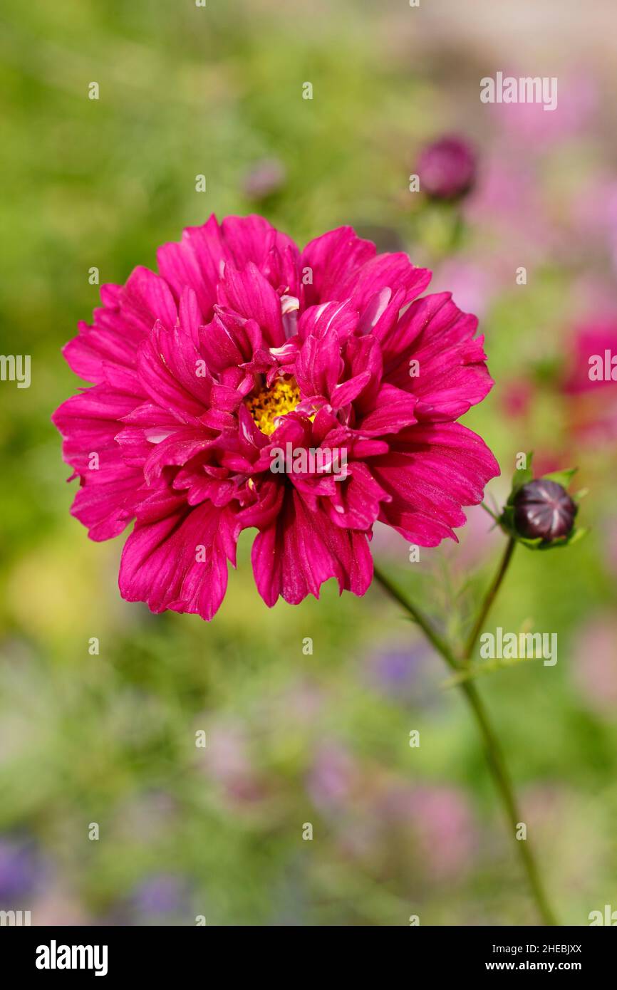 COSMOS Bipinnatus 'Double Click Cranberries' fiore in un giardino di settembre. REGNO UNITO. Foto Stock