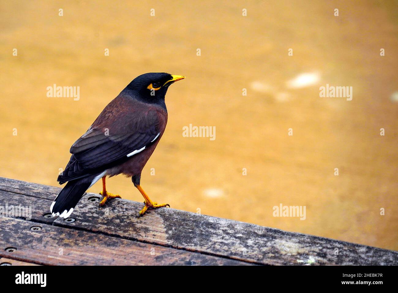 Myna comune (o Myna indiano Acridotheres tristis). Questo uccello è nativo di Asia meridionale tra Afghanistan e Sri Lanka. Il Myna è stato introdotto in Foto Stock