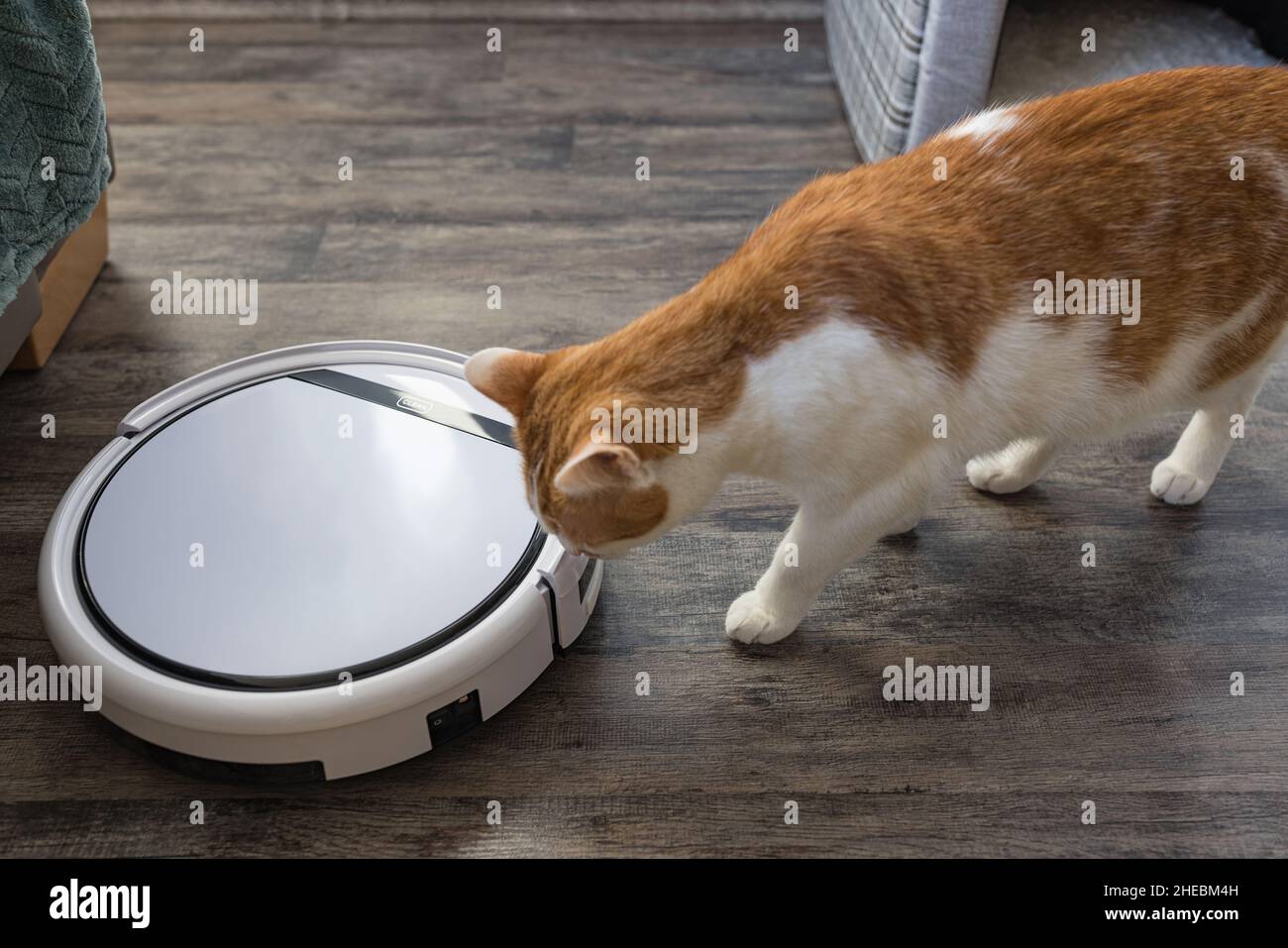 Carino giovane domestico bicolore arancione e bianco gatto guardando e  sniffing aspirapolvere robot. Gatto curioso e interessato. Primo piano,  messa a fuoco selettiva, spazio di copia Foto stock - Alamy