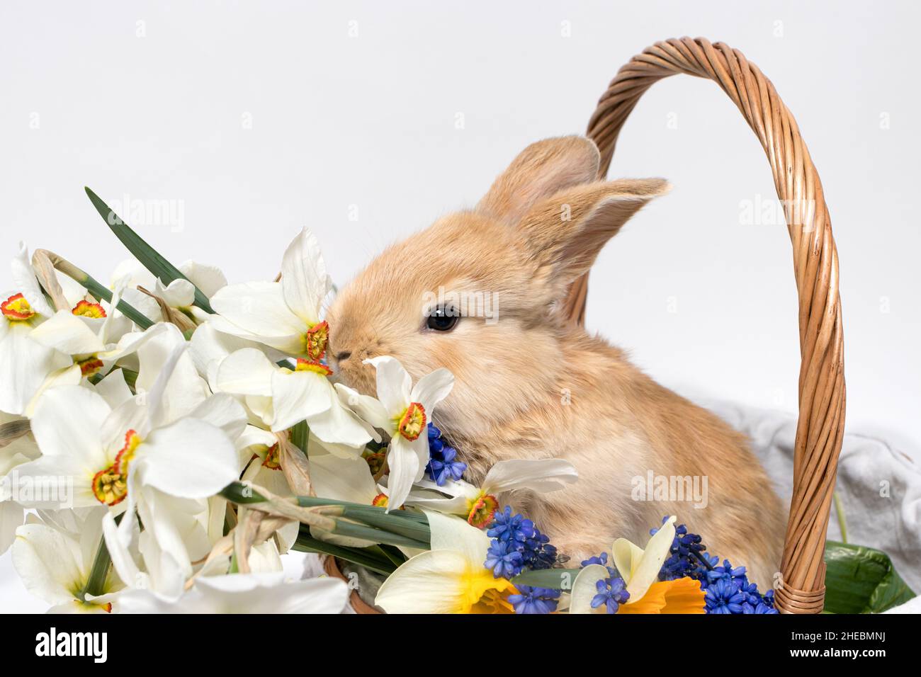 Adorabile coniglio seduto in un cestino con fiori di daffodil su sfondo bianco Foto Stock