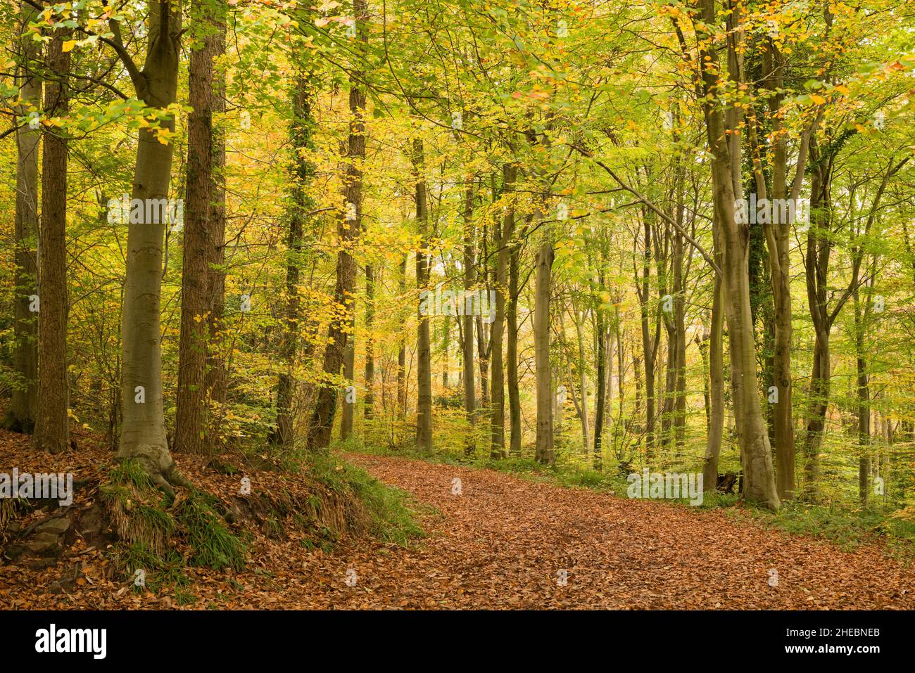 Un bosco di faggio che mostra il suo colore autunnale a Leigh Woods, North Somerset, Inghilterra. Foto Stock