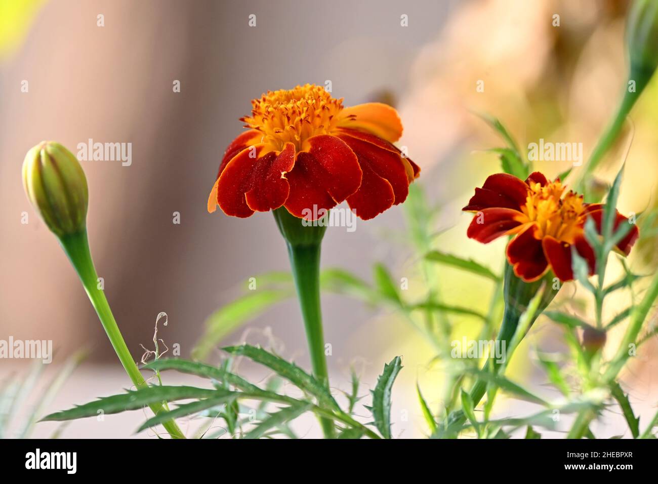 primo piano il rosso arancio marigold fiore con foglie in giardino su fuori fuoco verde marrone sfondo. Foto Stock