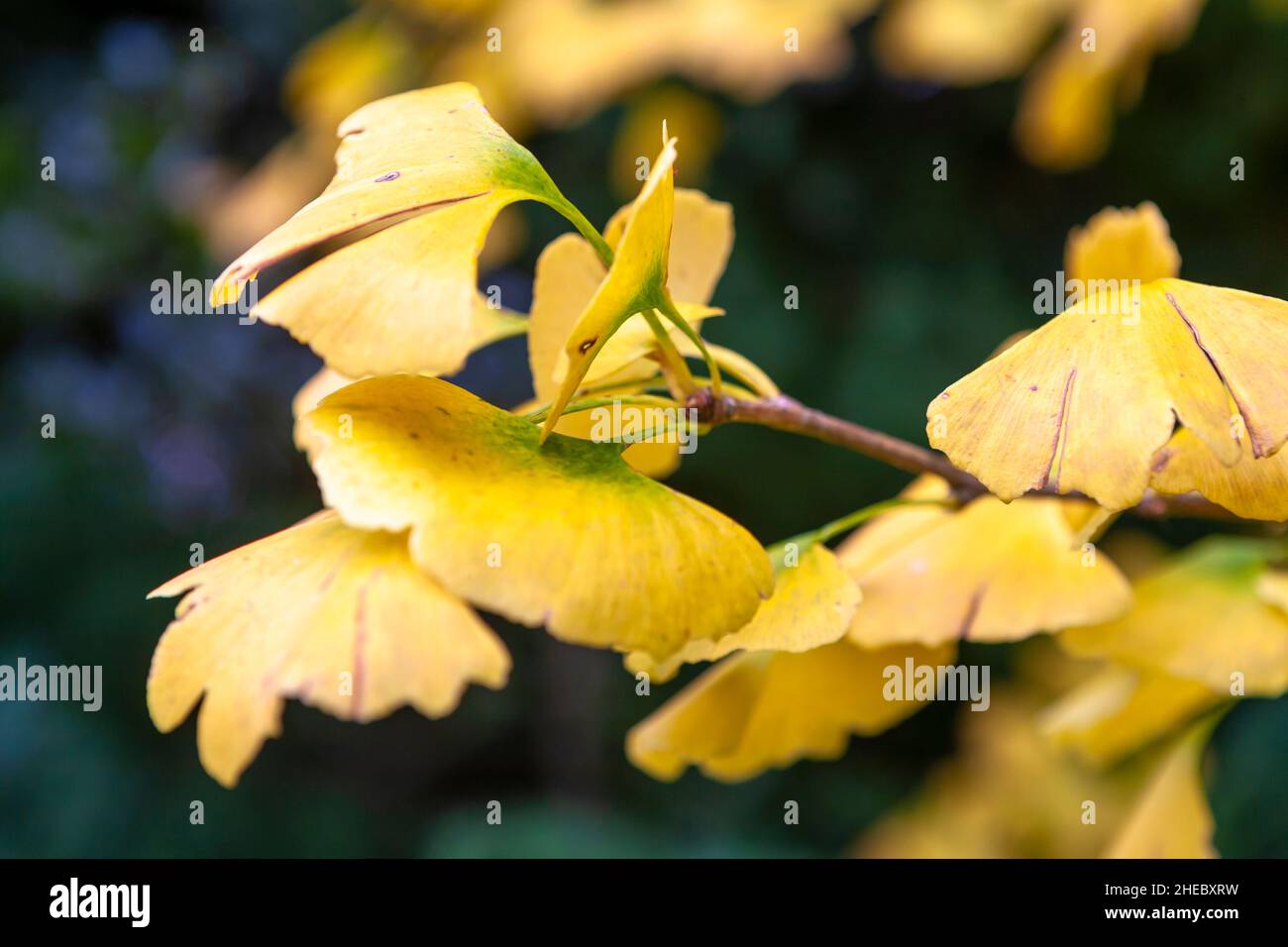 Primo piano del colore autunnale sulle foglie del Ginkgo biloba (albero maidenhair) nei giardini di Nymans, West Sussex, Regno Unito Foto Stock
