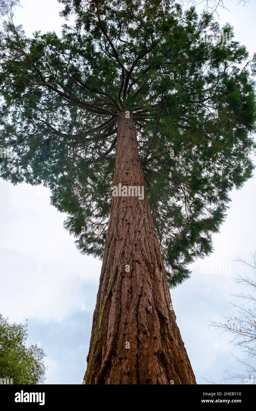Sequoia gigante (Sequoiadendron giganteum) in crescita nei giardini di Nymans, West Sussex, Regno Unito Foto Stock