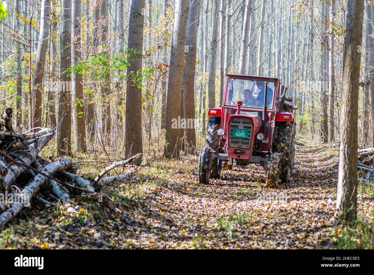 Trattore nella foresta autunnale vicino alla città di Novi Sad. Foto Stock