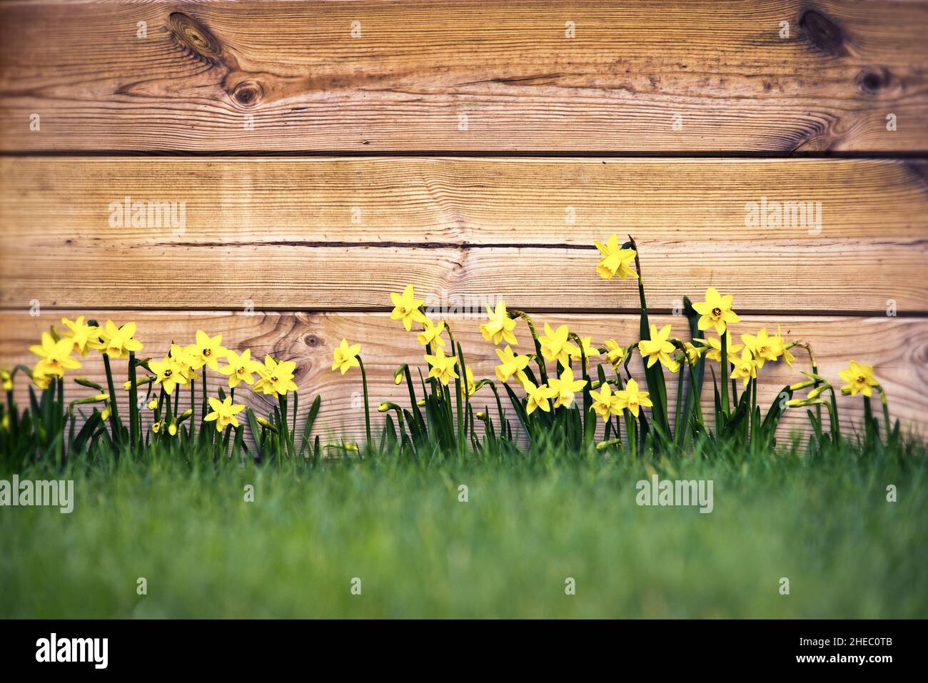 Naffodils in giardino, tavole di legno, primavera sfondo rustico Foto Stock
