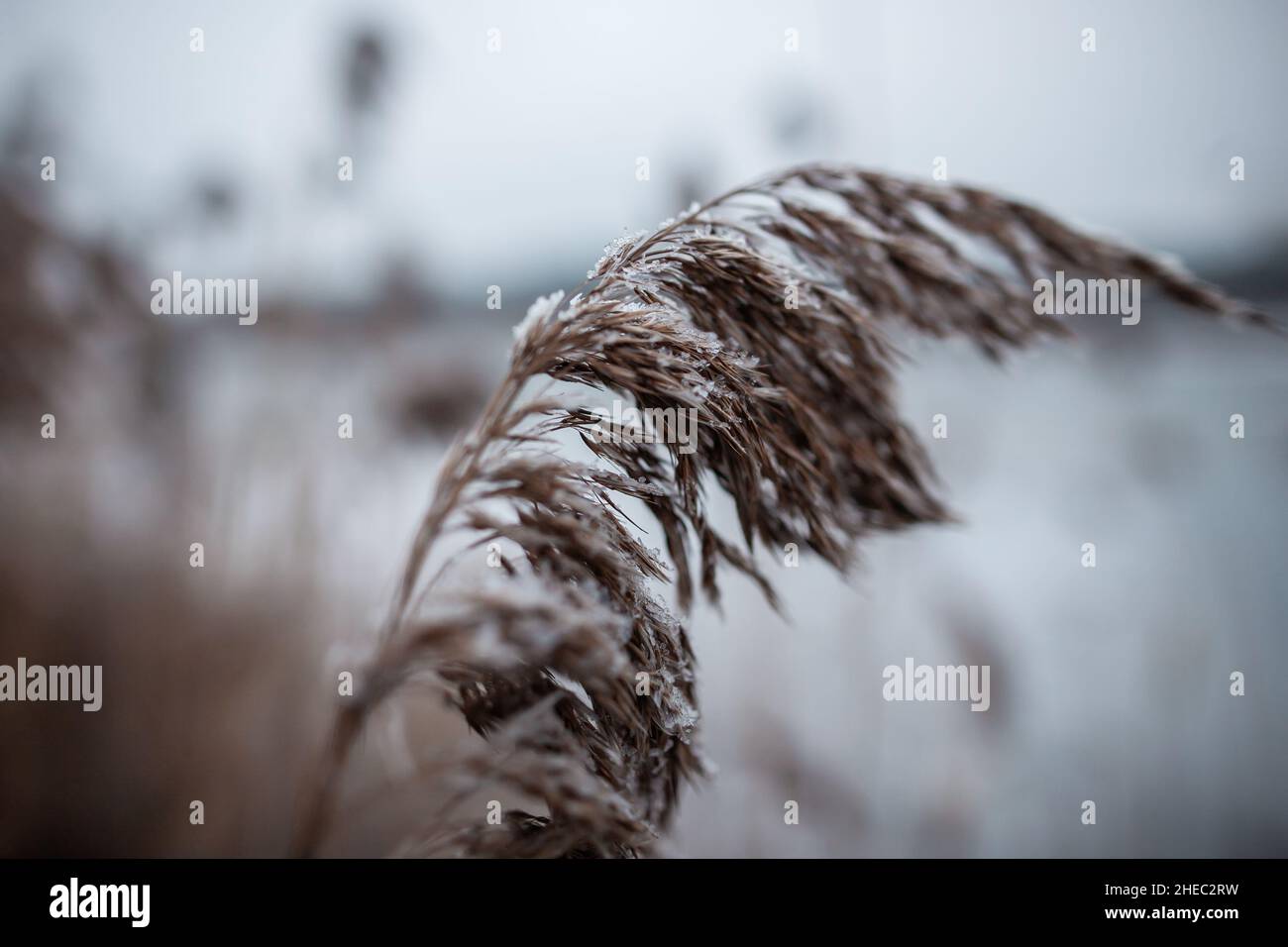 Reed congelato primo piano, Reed coperto di neve e piccoli cristalli di ghiaccio Reed in inverno Vista dettagliata meraviglia della natura bellezza Foto Stock