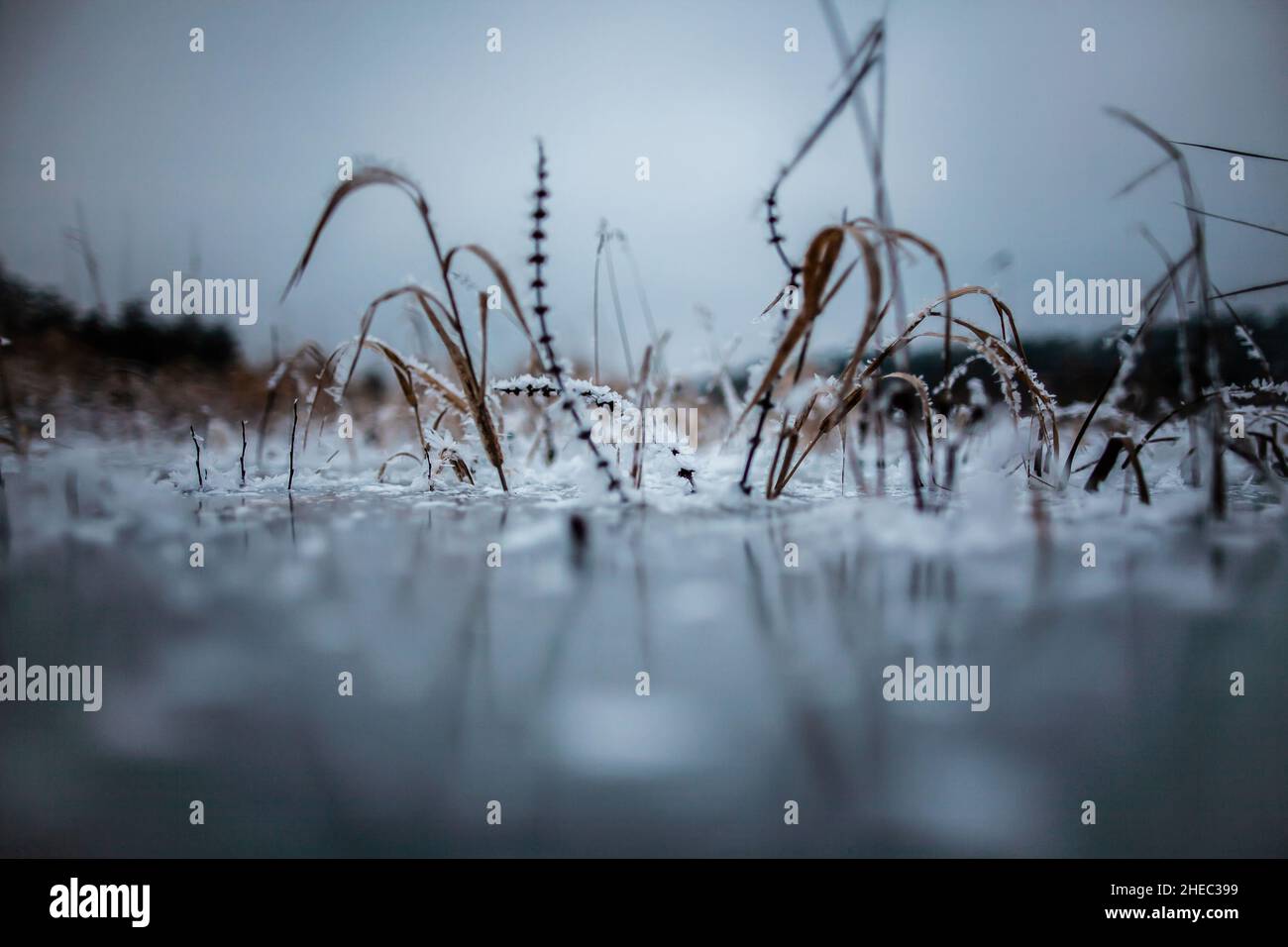 Fotografia freelensing di piante surgelate in lago congelato, fotografia artistica free-lensing di piante innevate sporgono dal ghiaccio su acqua, piante surgelate Foto Stock