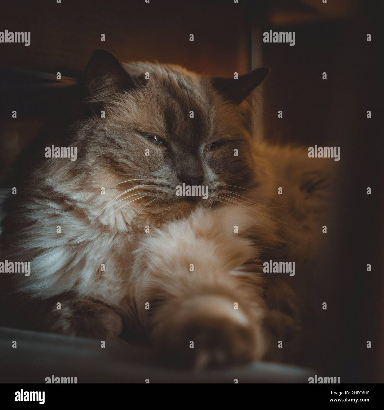 Un gatto che pensa alla sua esistenza Foto Stock
