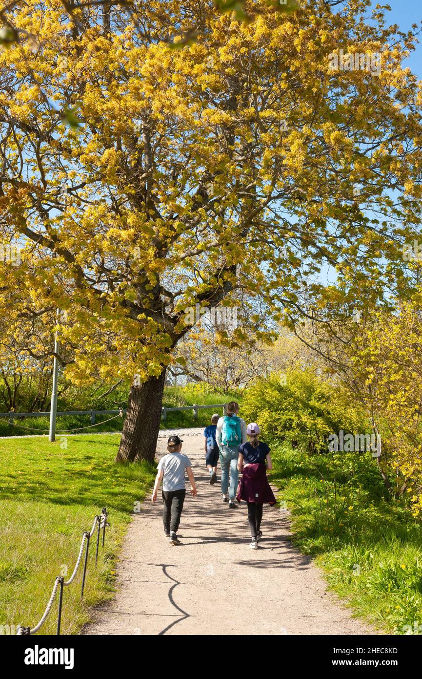 Primavera nella fortezza marina di Suomenlinna, Helsinki, Finlandia Foto Stock