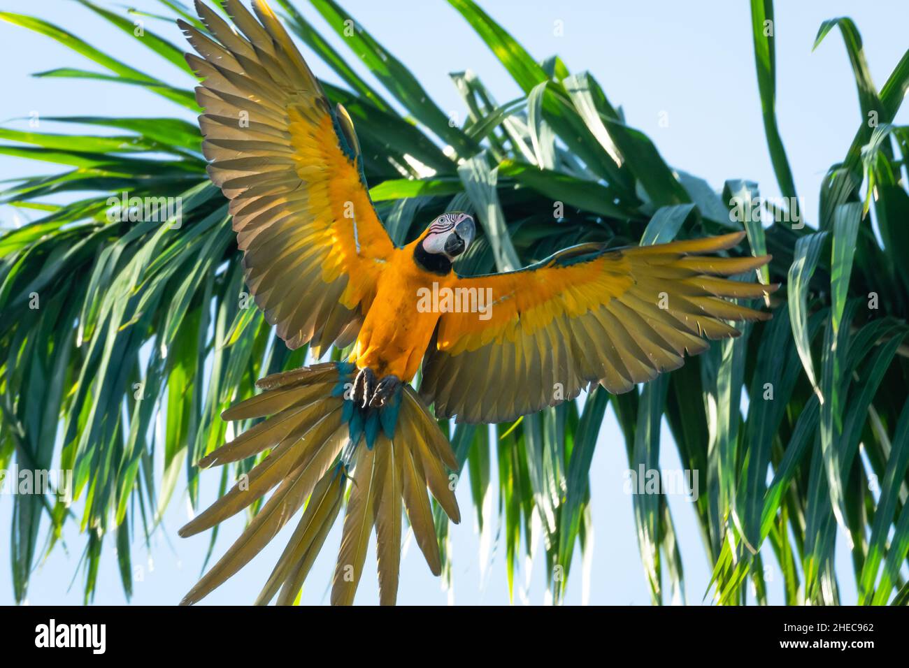 Bella Macaw selvaggia blu e giallo, Ara ararauna, in pieno volo con piume e coda svasata. Foto Stock