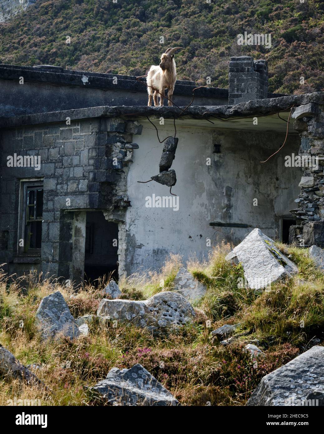 Una capra ferale in piedi sul tetto di un edificio di cava derelitto a Yr Eifl sopra Trefor, Galles del Nord Foto Stock