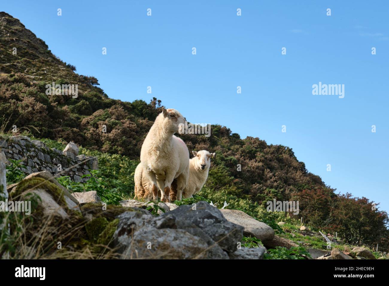 Un gruppo di pecore sulle pendici di Yr Eifl a Trefor, Galles del Nord Foto Stock