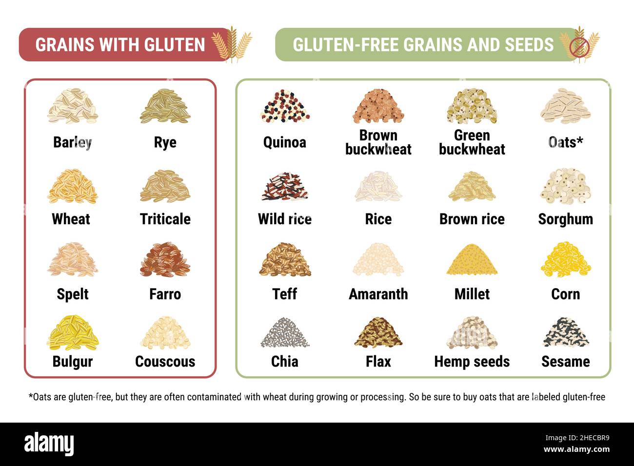 Infografica priva di glutine e contenente grani di glutine. Cereali e semi sani e malsani dalla celiachia. Formato orizzontale. Frumento, orzo, segale Illustrazione Vettoriale