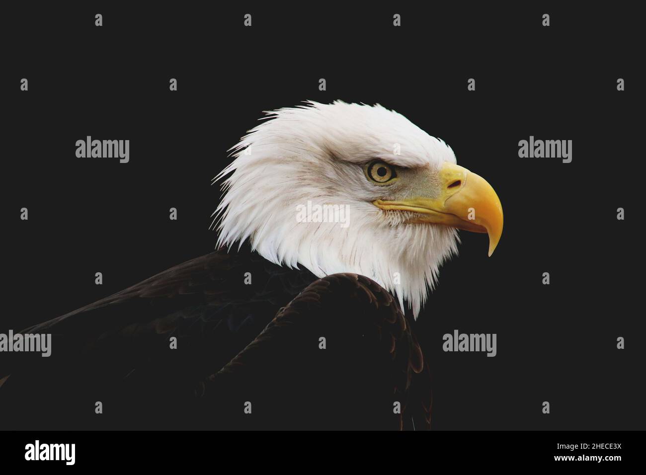 American Bald Eagle su Black Foto Stock