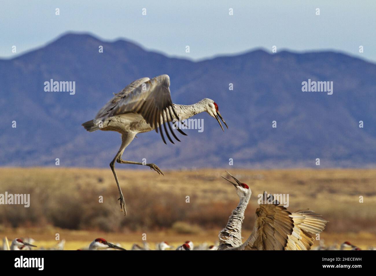 L'attività naturale degli uccelli è vista nella gru a balenottera in volo a mezz'aria che si tuffa nella lotta combattente all'uccello sotto sullo sfondo del monte New Mexico Foto Stock