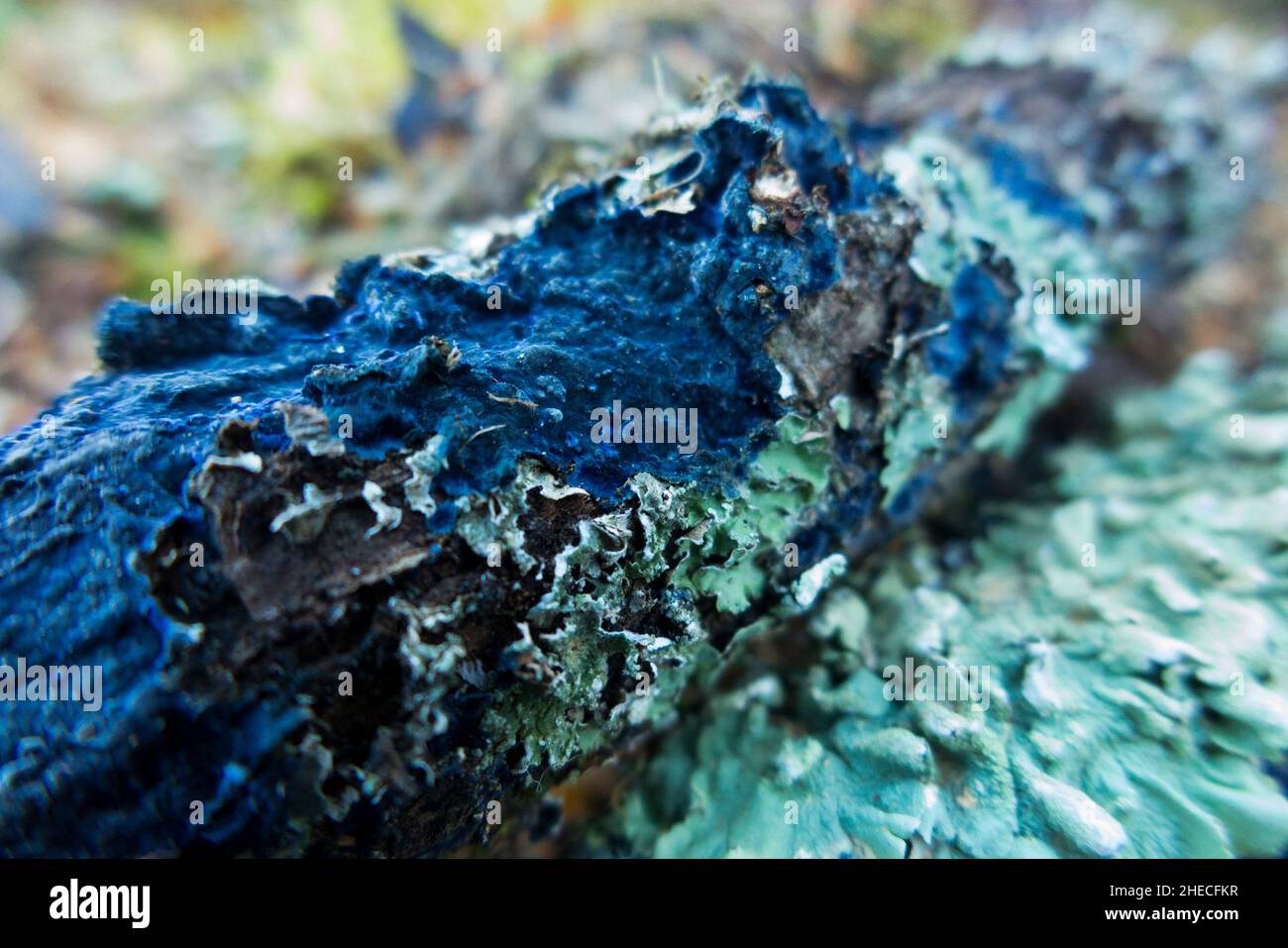 Un pezzo di legno morto da un albero di legno duro deciduo in un bosco francese, apparentemente ospitando crescite di lichen verde e un fungo blu (forse Terana caerulea (o Terana coerulea), comunemente noto come il fungo della crosta di cobalto o diffusione blu di velluto). (128) Foto Stock