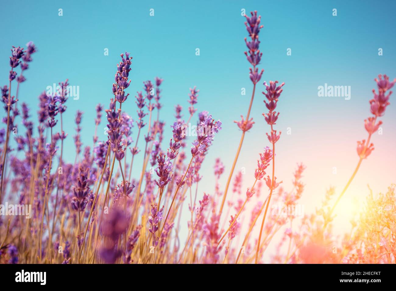 Lavanda in fiore contro il cielo blu in estate durante l'alba Foto Stock