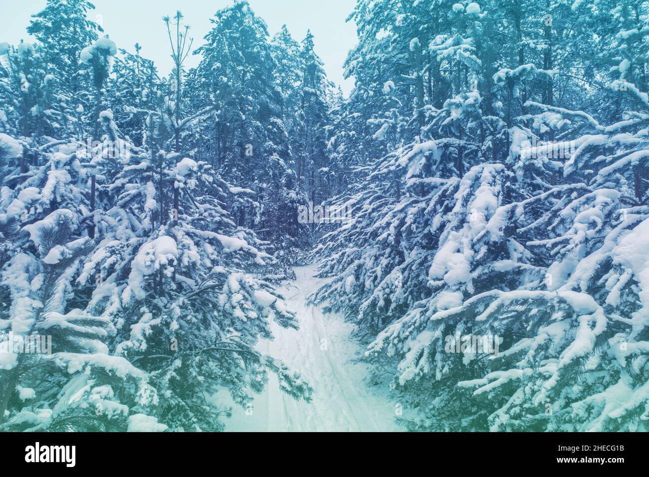 Pinete nevoso foresta in inverno. Strada nel bosco coperta di neve. I pini sono coperti di rime. Vista aerea Foto Stock