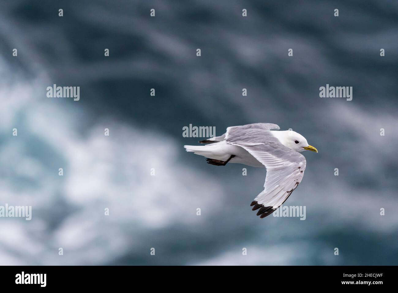 Islanda, Regione di Vesturland, Penisola di Snaefelsnes, vicino al Faro di Skalasnagi, Kittiwake (Rissa tridactyla) che vola sul mare Foto Stock